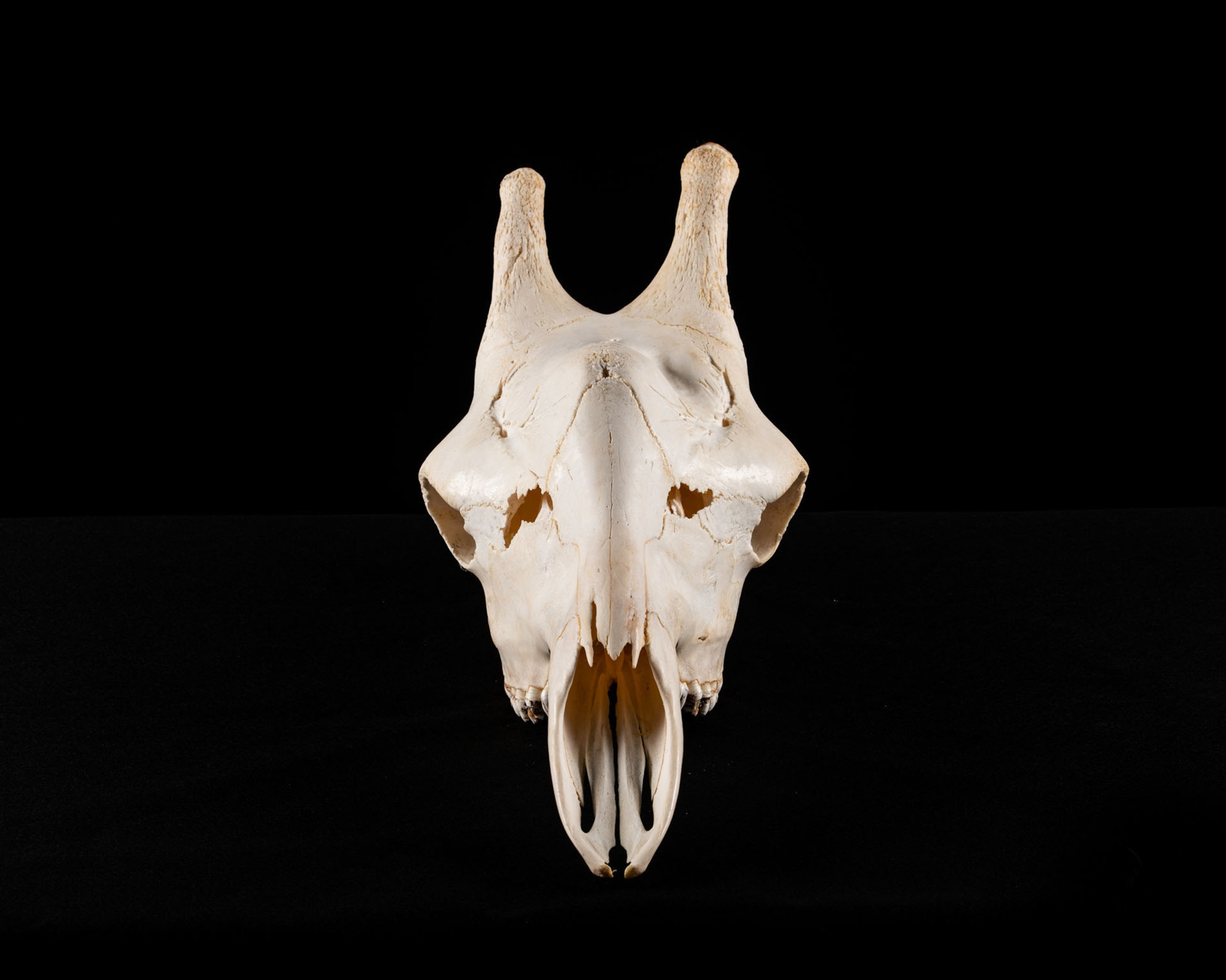 Giraffe Skull Bleach Splitting Image Taxidermy